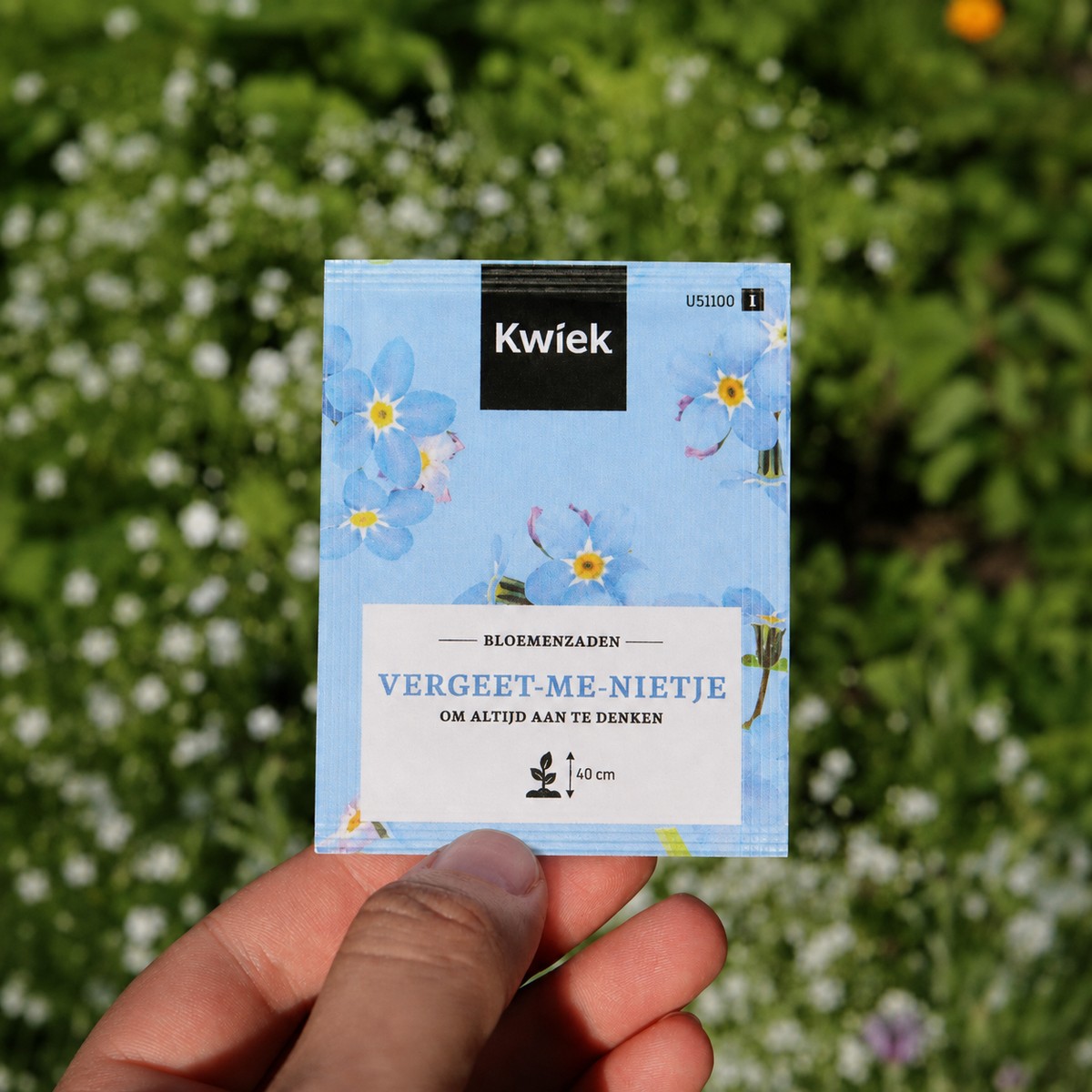 Kwiek vergeet-me-niet foto in veld